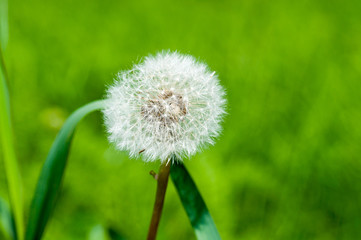 dandelion