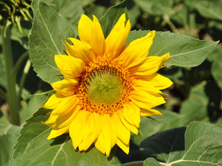 Fototapeta premium sonnenblume