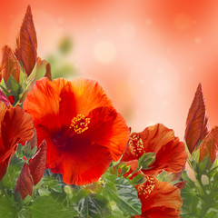 Obrazy na Szkle  Bunch of red hibiscus flower background
