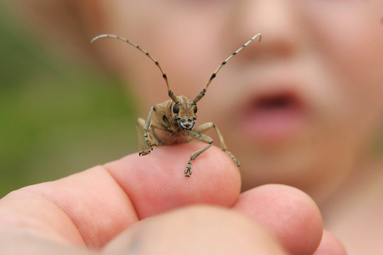 Hand holding a beetle with a child face on background