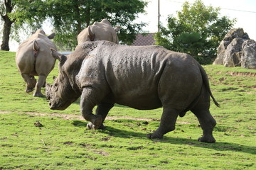 Obraz premium Rhinocéros