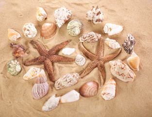 Fototapeta na wymiar close up of sea shells with sand