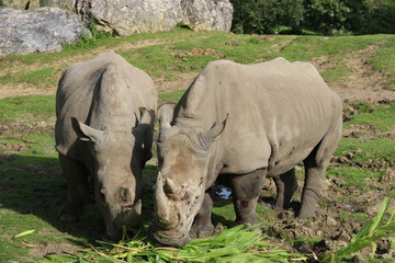 Obraz premium Rhinocéros