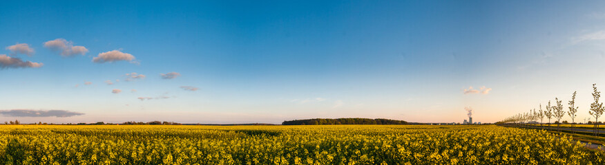 Raps in Blüte