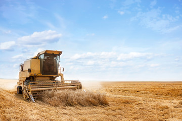 Obraz premium combine harvester on a wheat field