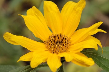 Sonnenblume Nachzügler