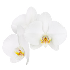 Six day old white orchid isolated on white background.