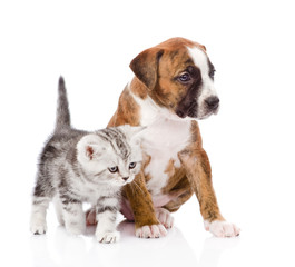 Scottish kitten and puppy looking away. isolated on white backgr