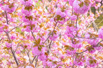 Blooming double cherry blossom tree and blue sky