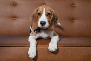 Front view of Beagle, 1 year old, sitting, brown background.