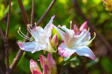 Azalea in Japan