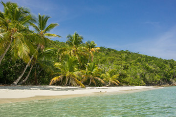 Palm Trees on Caribbean Beach