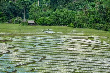 green rice field out village thailand
