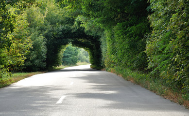 green tunnel in the trees above road