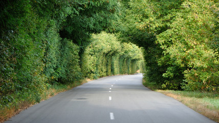 green tunnel in the trees above road