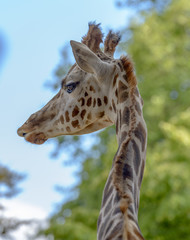 Portrait of a funny giraffe