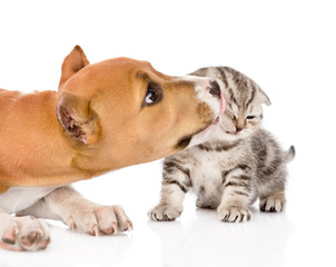 closeup stafford puppy licks a scottish kitten. isolated on whit