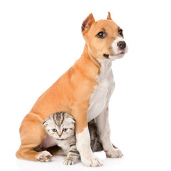 kitten and puppy sitting together. isolated on white background