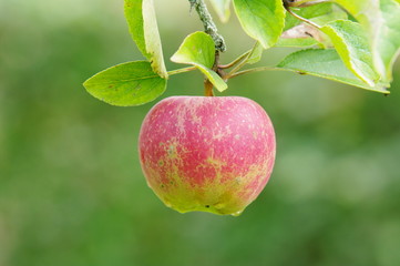 Reifer Apfel am Baum 4