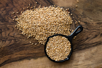 grains of wheat