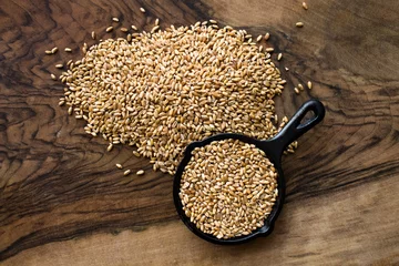 Poster grains of wheat © svetlanahamada