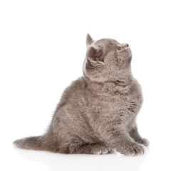 baby british shorthair kitten sitting in profile and looking up.