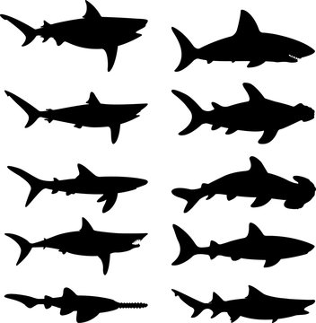 Sharks vector silhouette