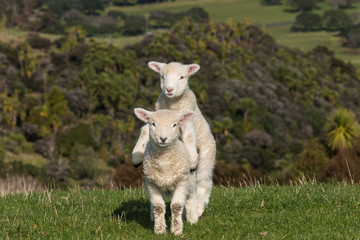 two jumpy lambs © Patrik Stedrak