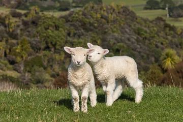 Papier Peint photo Lavable Moutons playful lambs