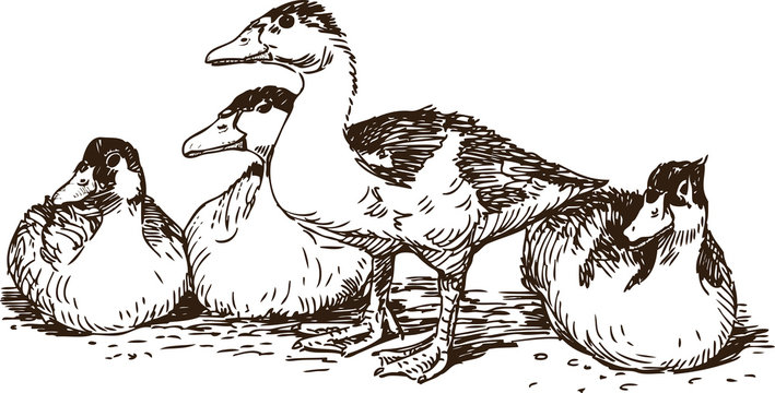 wild ducks