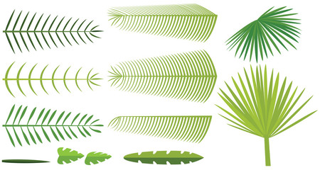 Set of palm leaves