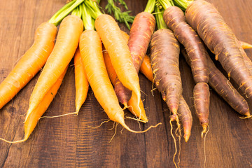 Urkarotten und Karotten