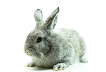 Junges Kaninchen mit weißem Hintergrund