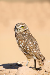 Burrowing Owl with the Serious Look