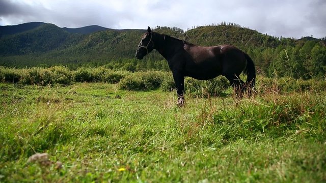 horse grazing on mountain meadow, slider