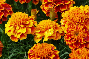 Tagetes 7