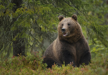 Fototapeta na wymiar European brown bear, wild in Boreal forest
