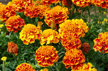 Tagetes 2