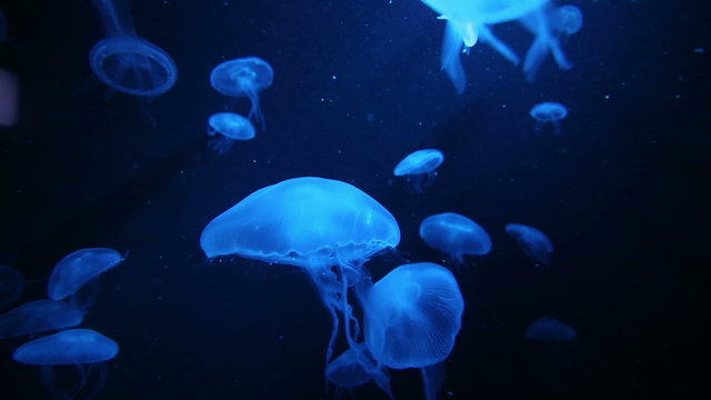 Colorful of Moon Jellyfish.