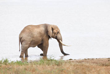 African Elephant At Lake