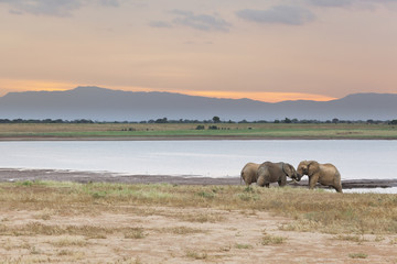Fighting Elephants At Lake