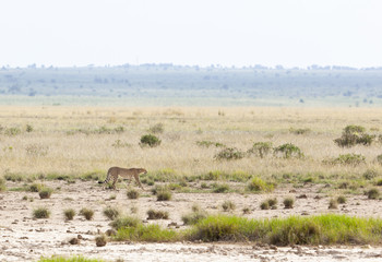 Cheetah in Kenya