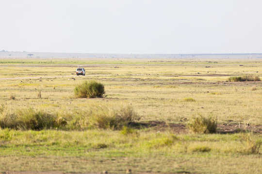 Savanna And Safari Car in Kenya