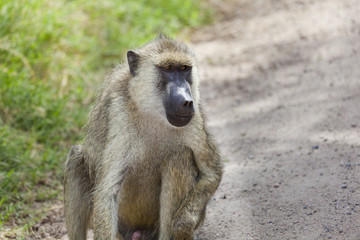 Baboon on road in Kenya