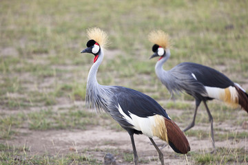 Obraz premium Grey Crowned Cranes, Kenya