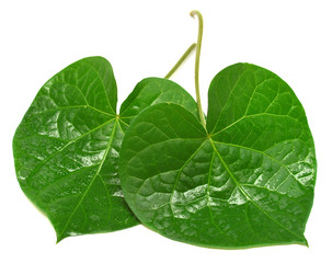 Two leaf in the form of heart