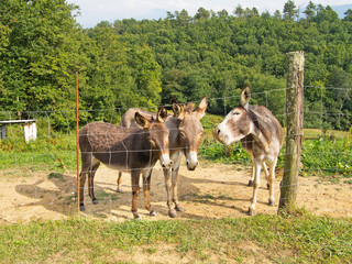 Donkeys in a field, closeup. Cute expressions.