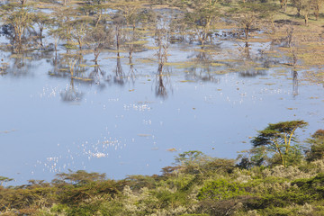 Nakuru National Park Landscape, Kenya