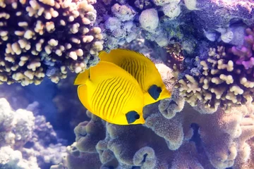Fototapeten Maskenfalterfische - Bluecheek butterflyfish and coral © 25Design