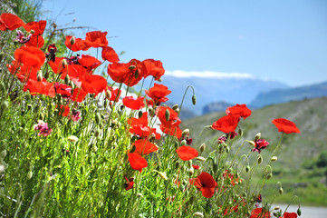 Obraz premium poppies in summer